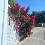 Velania House 1 *